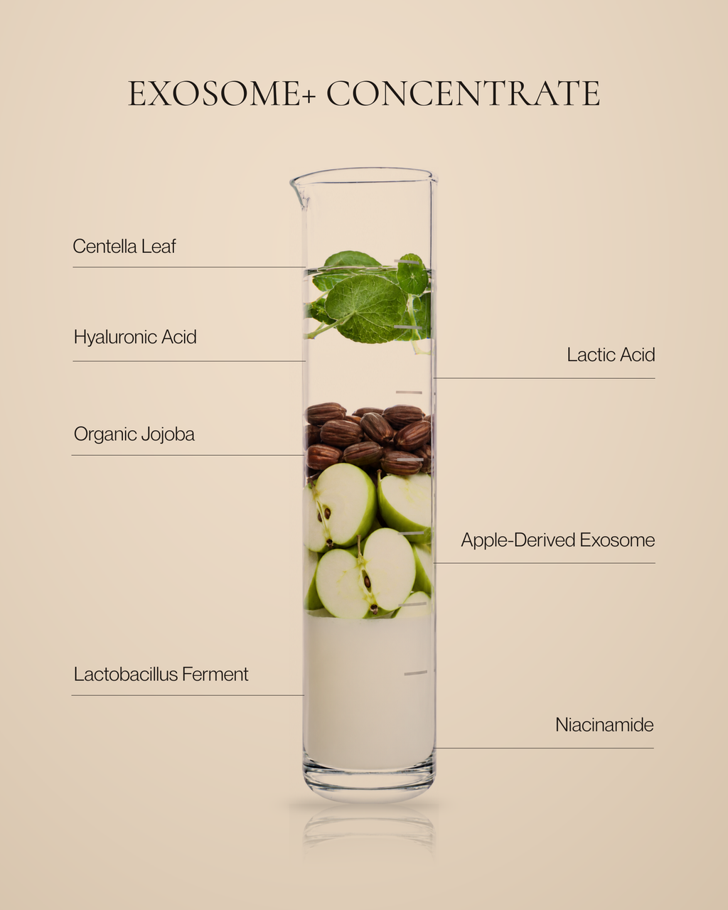 Tuberose & Co. Exosome+ Concentrate with glass beaker ingredient callout