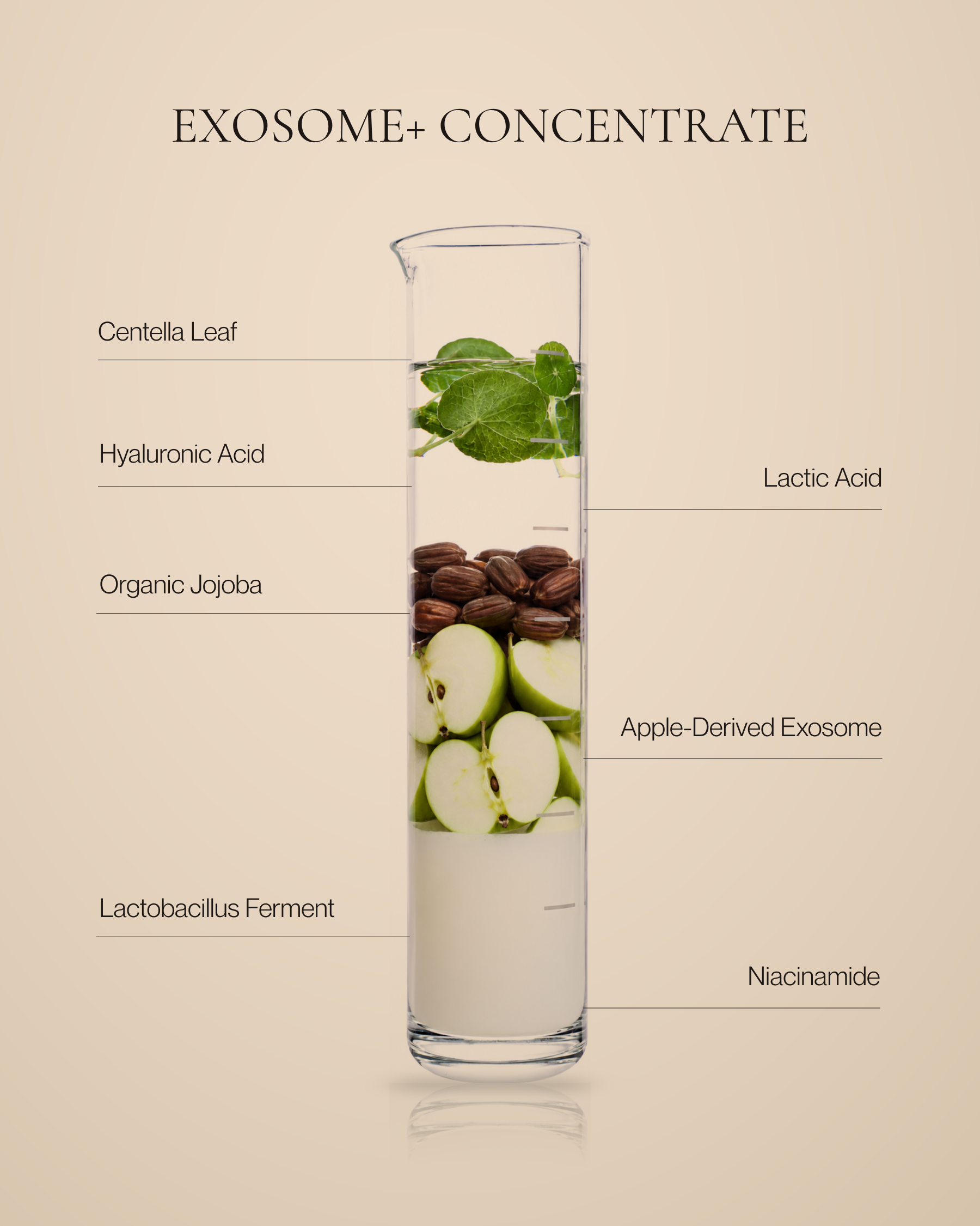 Tuberose & Co. Exosome+ Concentrate with glass beaker ingredient callout